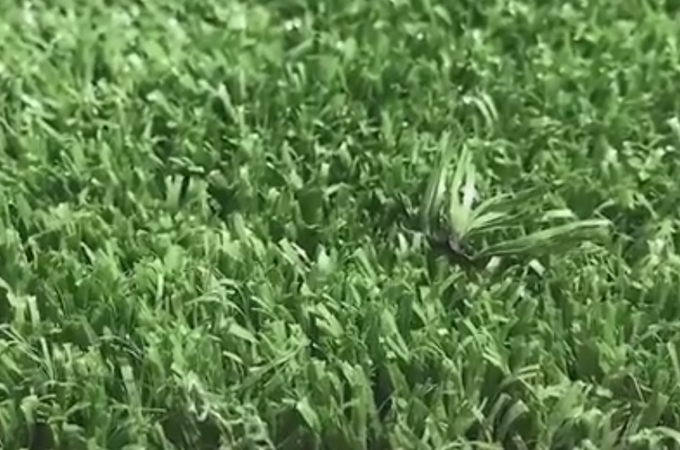 人工草坪 视频